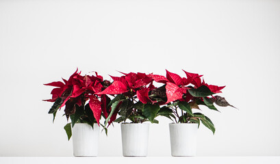 Poinsettia 3 pieces with gold glitter, white background