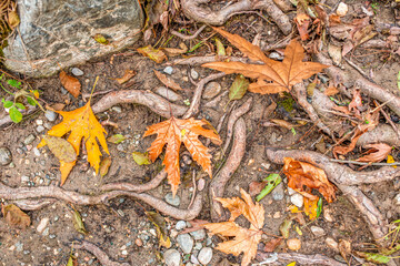 Autumn landscape. Autumn tree leaves sky background.