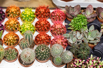 Different varieties of miniature cacti for home decoration.
