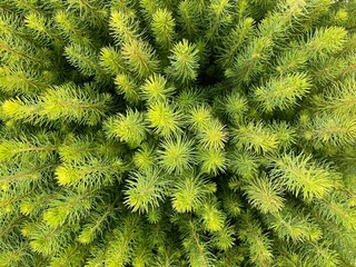  natural background green trees