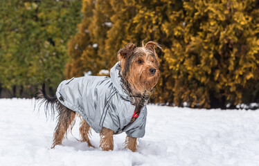 Portrait of Yorkshire Terrier puppy on the snow.