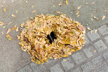 The drainpipes are clogged with fallen leaves, which causes flooding.