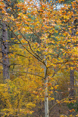 Autumn landscape. Autumn tree leaves sky background.