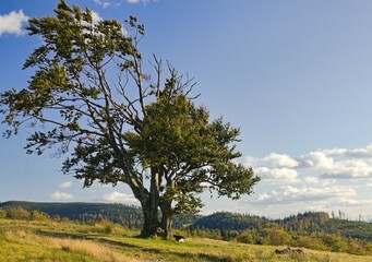samotne drzewo w  Beskidach