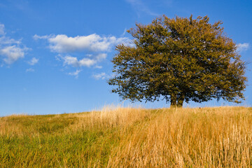 lonely tree among the grass, samotne drzewo wśród traw