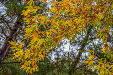 Autumn landscape. Autumn tree leaves sky background.