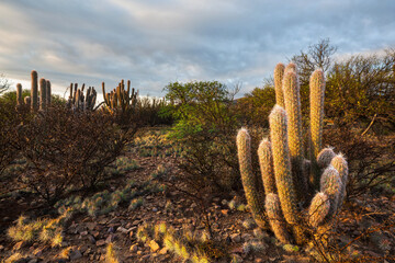 Cactus