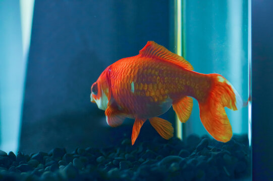 水槽の中の金魚の後ろ姿