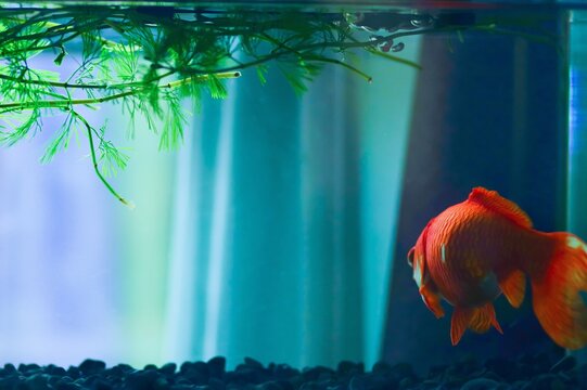 水槽の中の金魚の後ろ姿