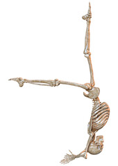 3D Rendering Human Skeleton on White