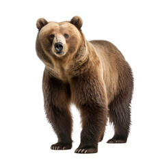 Obraz premium a grizzly bear isolated on transparent background or white background.