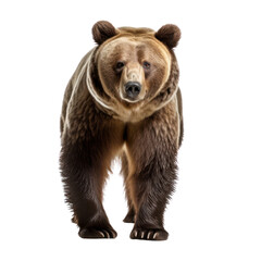 a grizzly bear isolated on transparent background or white background.