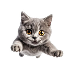Fototapeta premium portrait cute baby British Shorthair cat, little kitten animal, jumps towards the camera, fluffy pet, isolated