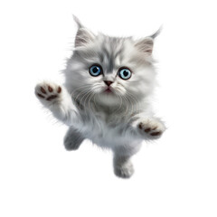 portrait cute baby Persian cat,little kitten animal, jumps towards the camera, fluffy pet, isolated