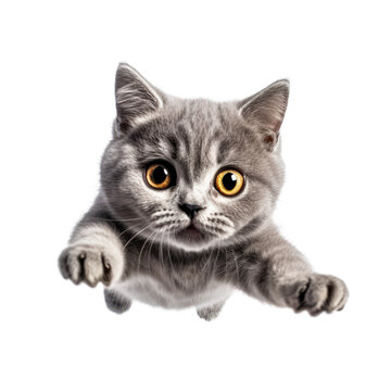 portrait cute baby British Shorthair cat, little kitten animal, jumps towards the camera, fluffy pet, isolated