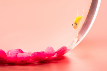 Macro of small fishes in bowl