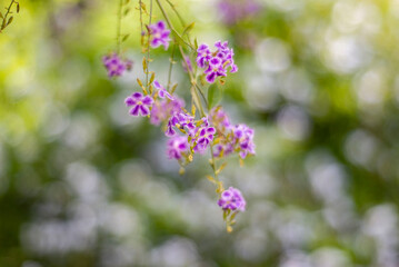 Pequeñas flores violetas