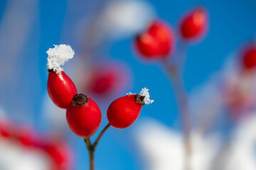 Red rose-hips, fruit of dog rose (Rosa canina) covered with snow and ice crystals on a sunny...