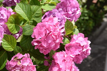 ピンクのあじさい