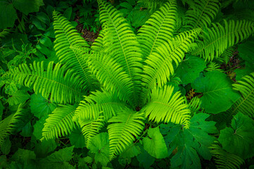 colorful flowers symbol of summer on green vegetation