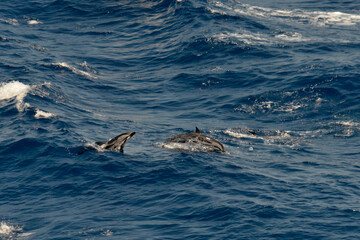 Stripped Dolphin pod surfacing in the ocean.