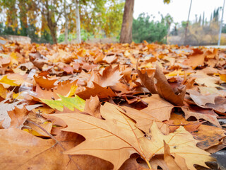 The Autumn Tapestry: Nature in Transition in the City Park.