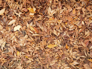 Under the Autumn Canopy: Background of BrownLeaves on the Ground.