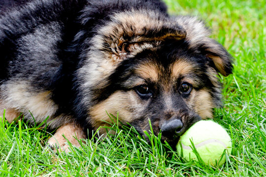 Adorable German shepherd puppy