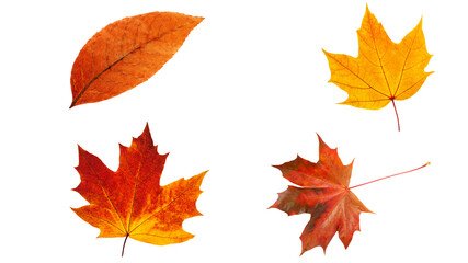 Naklejka na ściany i meble Autumn leaves. Transparent background. Resource in png.
