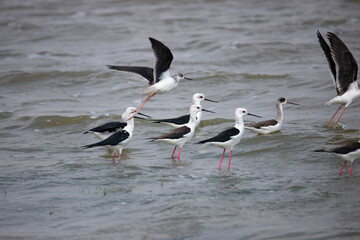 Black-winged stilts standing in a lake - Birds on a lake