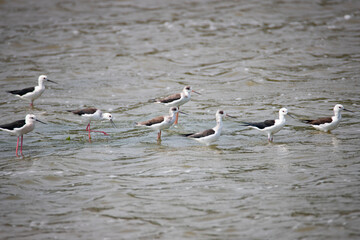 Black-winged stilts standing in a lake - Birds on a lake
