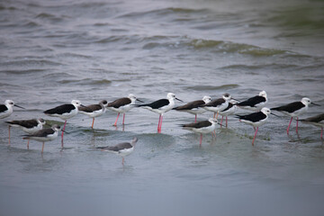 Black-winged stilts standing in a lake - Birds on a lake
