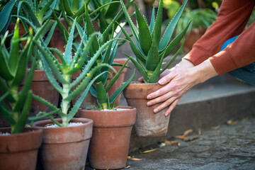 Hands holding terracotta pot with aloe vera plant. Evergreen succulent with antiseptic properties...