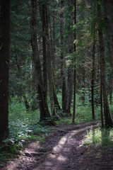 Forest path