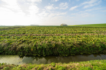 Agricultural fields in Noard-east Fryslan, the Netherlands