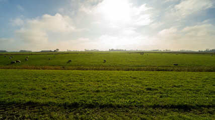 Fototapeta na wymiar Agricultural fields in Noard-east Fryslan, the Netherlands