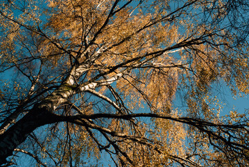 birch tree in autumn, looking at the trunk from below