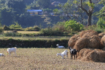 goats is feed in the backyard of house in Nepal village in Pokhara