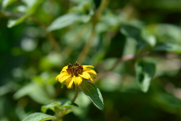 Mexican creeping zinnia flower