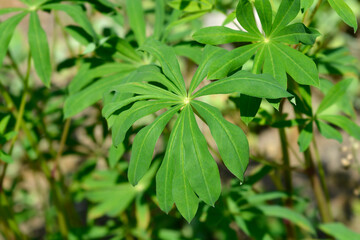 Lupin Russel Hybrids leaves