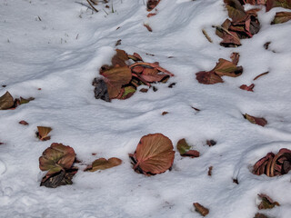 View of colorful leaves of the Purple bergenia (Bergenia purpurascens) with faded colours covered by white snow in winter