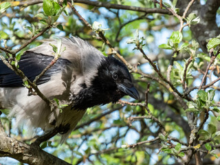 Beautiful close-up shot of the hooded crow (Corvus cornix) sitting on a tree branch among green leaves with blue sky in the bacground