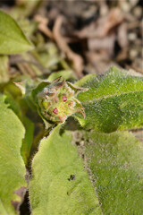 Red lungwort flower buds