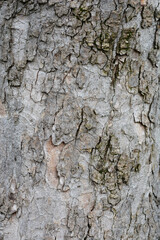 Common sycamore bark detail