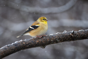 An American Glodfinch male on a branch in winter 