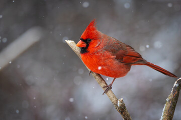 A northern cardinal male on a branch in winter 