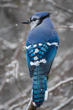 A male Blue Jay on a branch in winter 