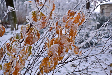 yellow leaves on branches in frost on a winter morning