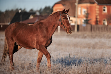 Brown horse on a frosty morning in a field near a forest in a village