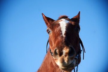 Brown horse on a frosty morning in a field near a forest in a village